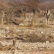 Eland - Etosha Safari Park in Namibia