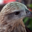Bird of Prey in Phuket, Thailand